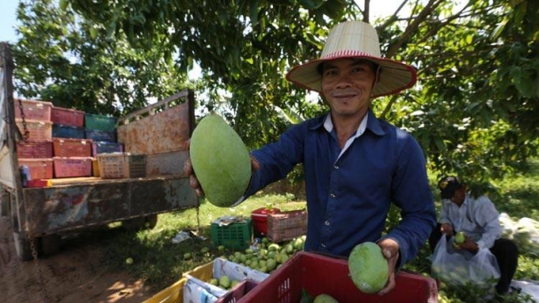 Campuchia tìm thị trường mới và gia tăng giá trị xoài xuất khẩu